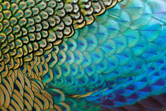 Fototapeta Beautiful feathers of male green peafowl / peacock (Pavo muticus) (shallow dof)