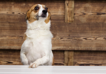 funny dog mongrel looks