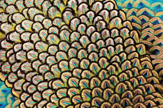 Fototapeta Detail on back feathers of male green peafowl / peacock (Pavo muticus) (shallow dof)
