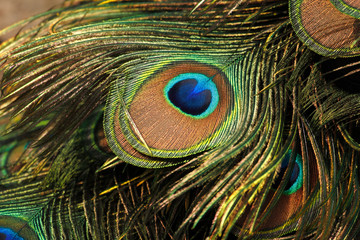 Green peafowl / peacock (Pavo muticus) eyespot on tail feathers (shallow dof)