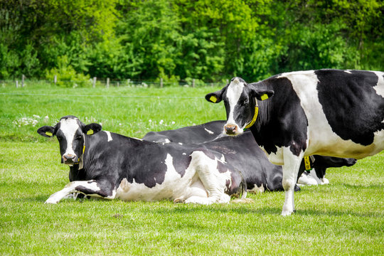 Cows resting and lying down in the green field