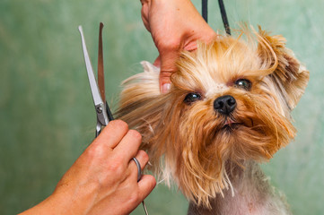 woman hand Grooming Yorkshire terrier dog