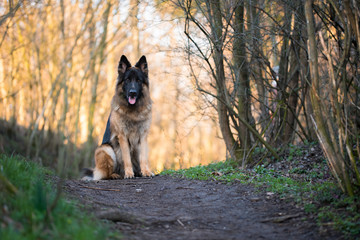 Portrait of german shepherd in spring morning sun