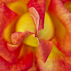 orange and yellow rose closeup, natural background