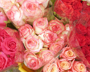 colorful roses top view, natural background