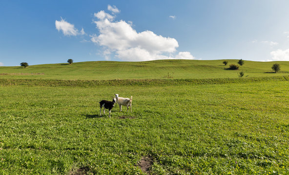 pasture summer landscape with grazing goats