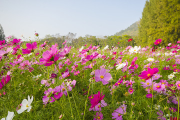 Fototapeta premium cosmos field