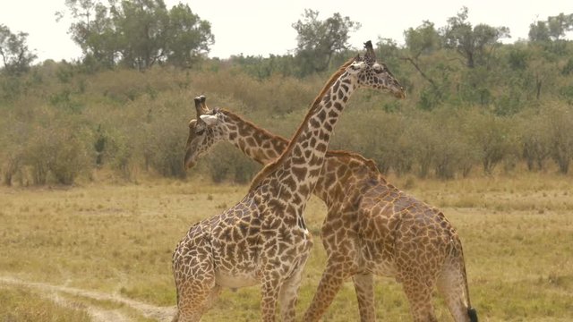 Two giraffes moving around each other