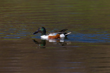 colorful male northern shoveler (anas clypeata) swimming, mirrored, sunshine