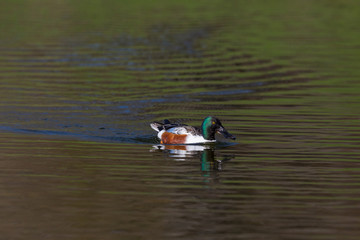 colorful male northern shoveler duck (anas clypeata) swimming, mirrored