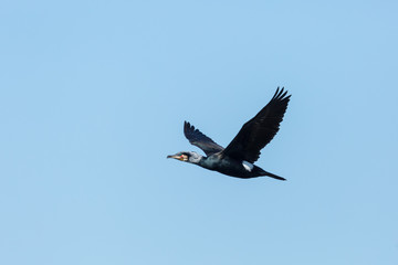 great cormorant bird (phalacrocorax carbo) in flight, spread wings, blue sky
