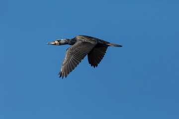 Fototapeta na wymiar great cormorant bird (phalacrocorax carbo) in flight, open wings, blue sky