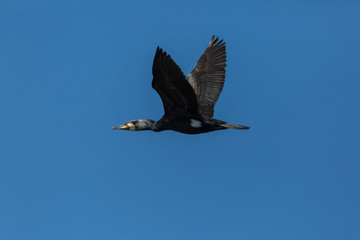 great cormorant bird (phalacrocorax carbo) flying, open wings, blue sky
