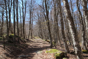 SENTIER FORESTIER