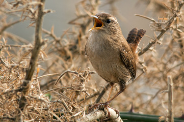 Wren