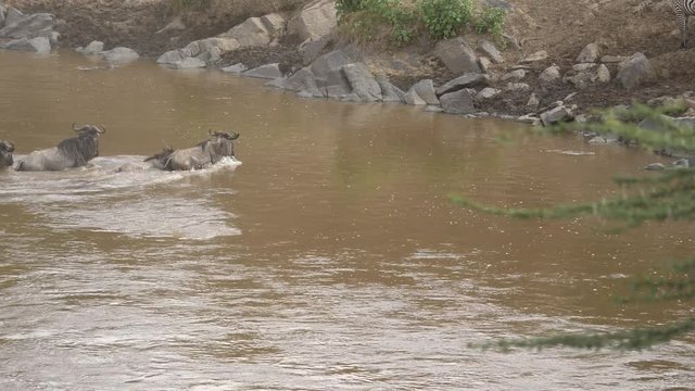 Few gnus crossing a river