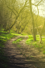 Road in a spring time forest