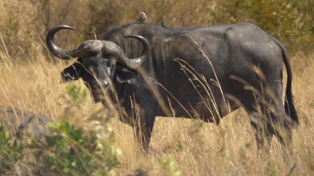 African buffalo with a bird on its back
