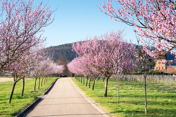Mandelbaumallee in der Pfalz
