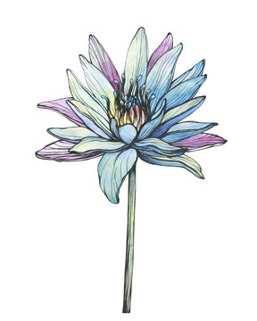Graphic, flower of blue Egyptian lotus (water lily, Nymphaea caerulea, sacred lotus). Black and white outline illustration with watercolor hand drawn painting. Isolated on white background.