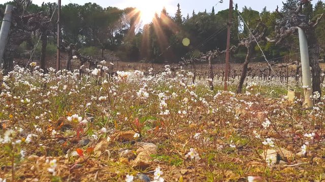 Diplotaxis (false rocket) in the vineyards