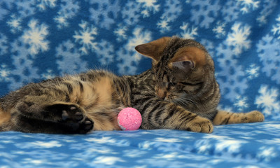 Young one-eyed cat