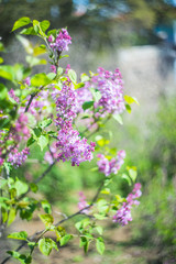 Blooming lilac bush