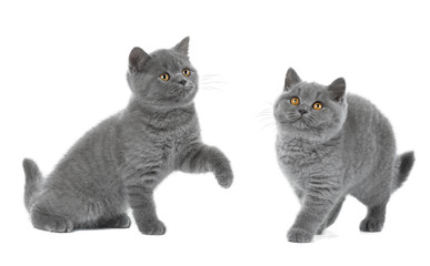 Two British kitten on white background in Studio