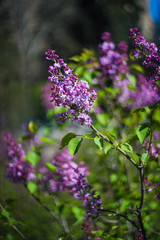 Blooming lilac bush