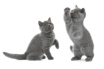 Two British kitten on white background in Studio © vivienstock