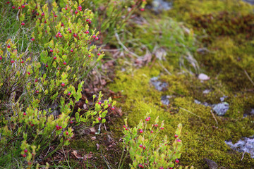 Blueberry flowers in wild forest