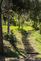 Stairway in a spring time forest