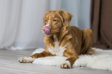 Nova Scotia duck tolling Retriever in the interior Studio