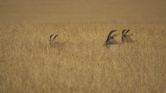 Topis lying in dry grass