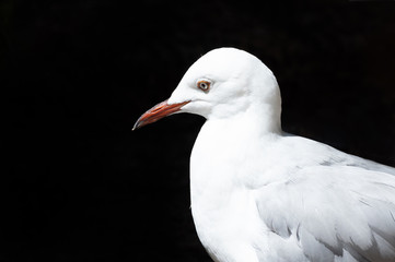 Portrait of  Hartlaub's Gull