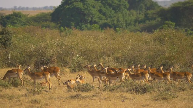 Female impalas in Maasai Mara National Reserve
