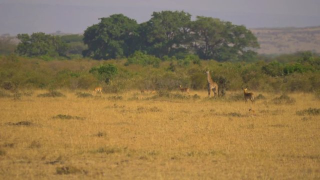 Giraffe and impalas in the savannah