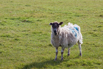 Fototapeta premium Sheep at Home on the South Downs in Sussex