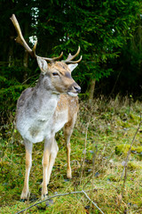 Wild beautiful deer standing at the forest, close-up