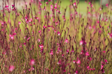 Obraz premium Close Up of flowers on the town background