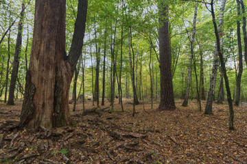 Variety of trees in the forest in the spring. Nature