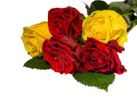 Beautiful red and yellow rose isolated on white background