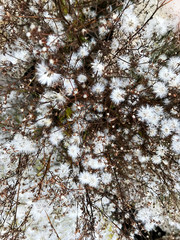 Background - white fluffy flowers.
Natural texture, background - fluffy white flowers