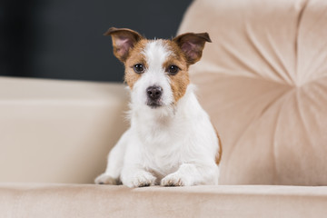 Dog breed Jack Russell Terrier portrait dog on a studio color background, dog lying on the floor of the studio