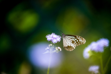 Glassy Tiger (Parantica aglea) perching on plant