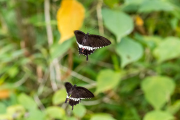 Two Common Mormon (Papilio polytes) in filght