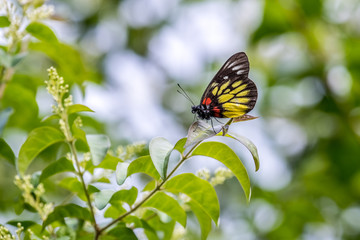 Red-base Jezebel (Delias pasithoe) perching on plant