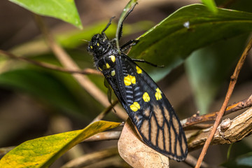 Black cicada (Gaeana maculata) perching on plant