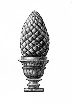  Cone of stone pine (Pinus pinea) as architectural decoration (from Meyers Lexikon, 1896, 13/794/795)