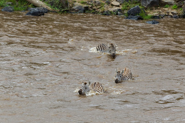 Fototapeta na wymiar The crossing of zebras on the opposite bank of the Mara River. Kenya, Africa